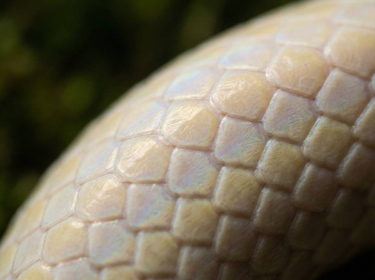 小马拉大车蟒蛇微距视频 - 蟒蛇鳞片微距摄影技巧分享